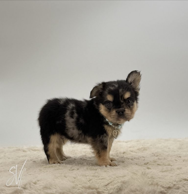 Bandit The French Bulldog - Image 8