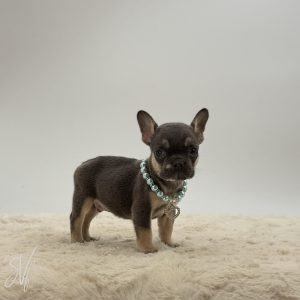 Bentley The French Bulldog