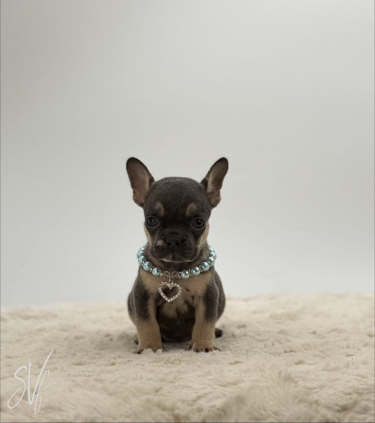 Bentley The French Bulldog - Image 3