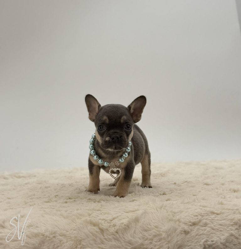 Bentley The French Bulldog - Image 2