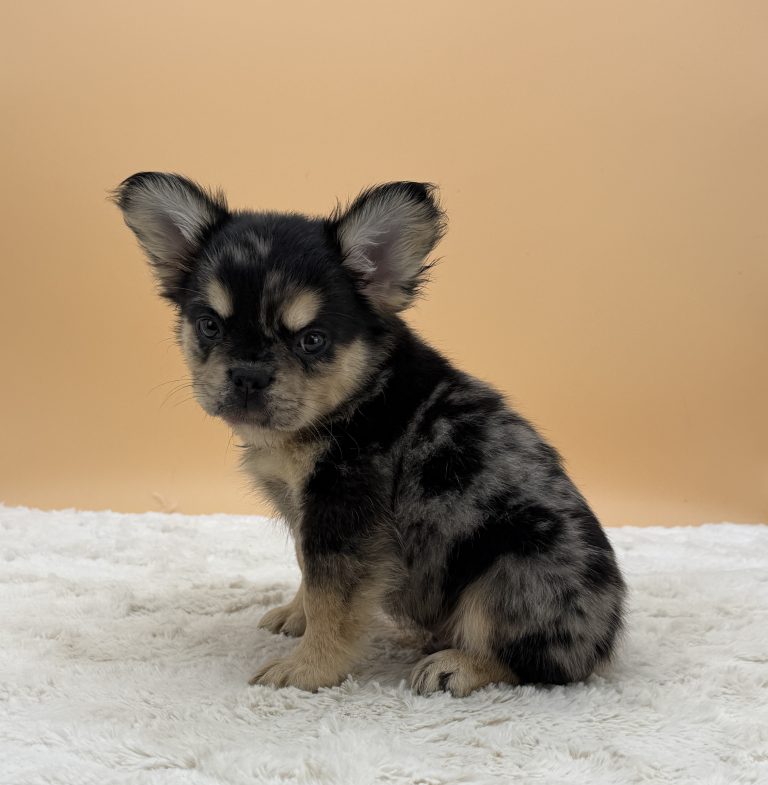 Bandit The French Bulldog - Image 3