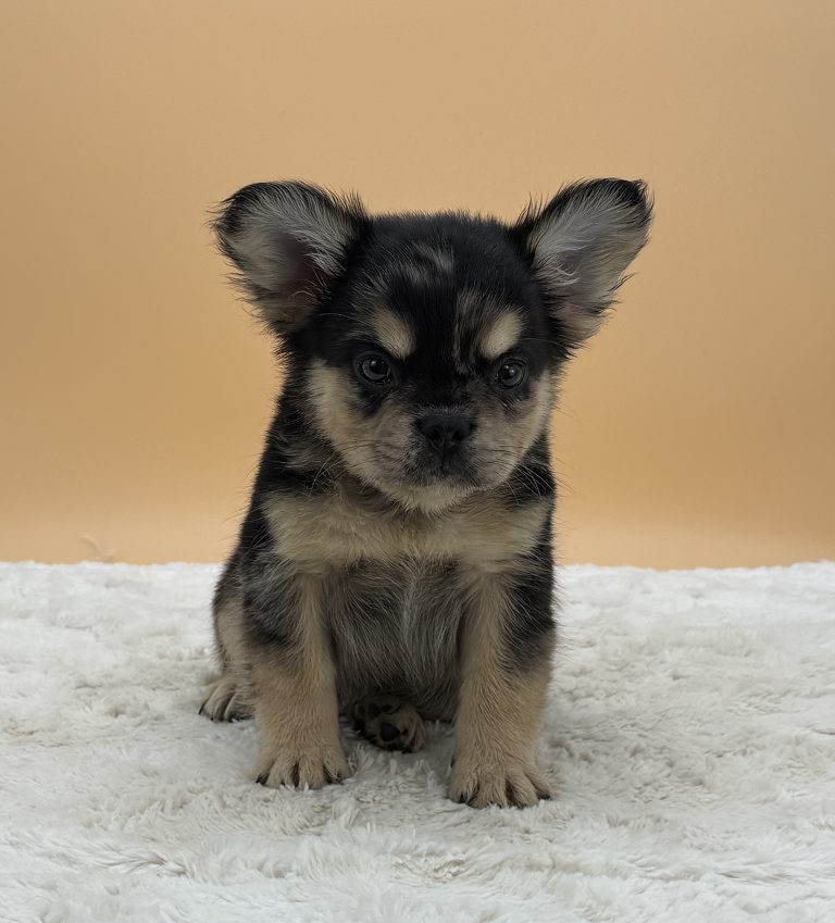 Bandit The French Bulldog - Image 4