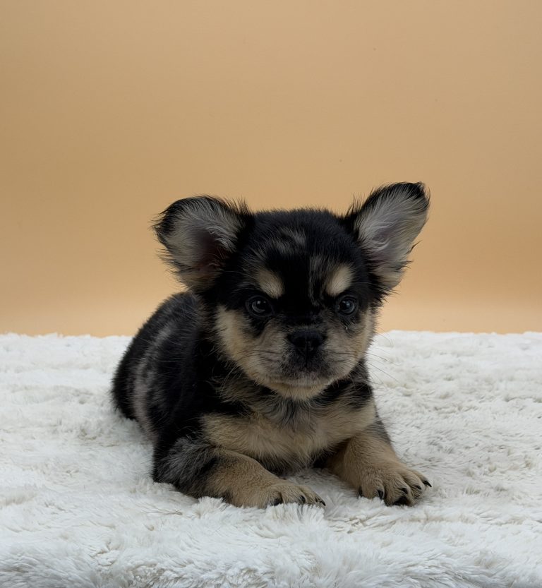 Bandit The French Bulldog - Image 5