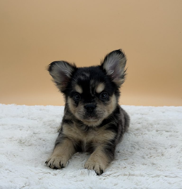 Bandit The French Bulldog - Image 6