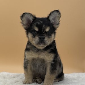 Bandit The French Bulldog