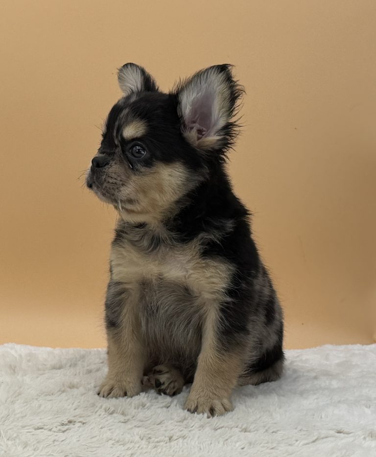 Bandit The French Bulldog - Image 2