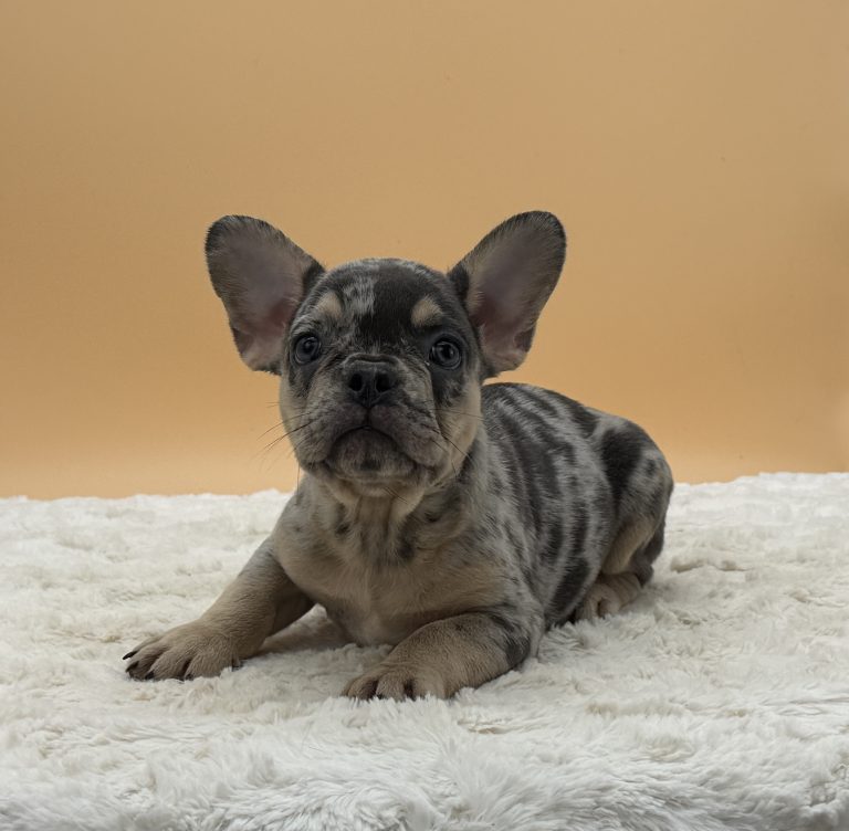 Bonnie The French Bulldog - Image 2