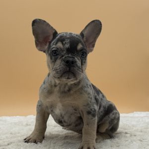 Bonnie The French Bulldog