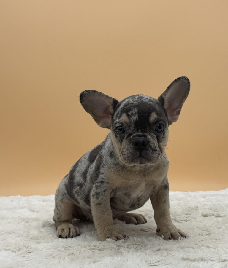 Bonnie The French Bulldog - Image 3