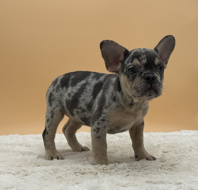 Bonnie The French Bulldog - Image 4