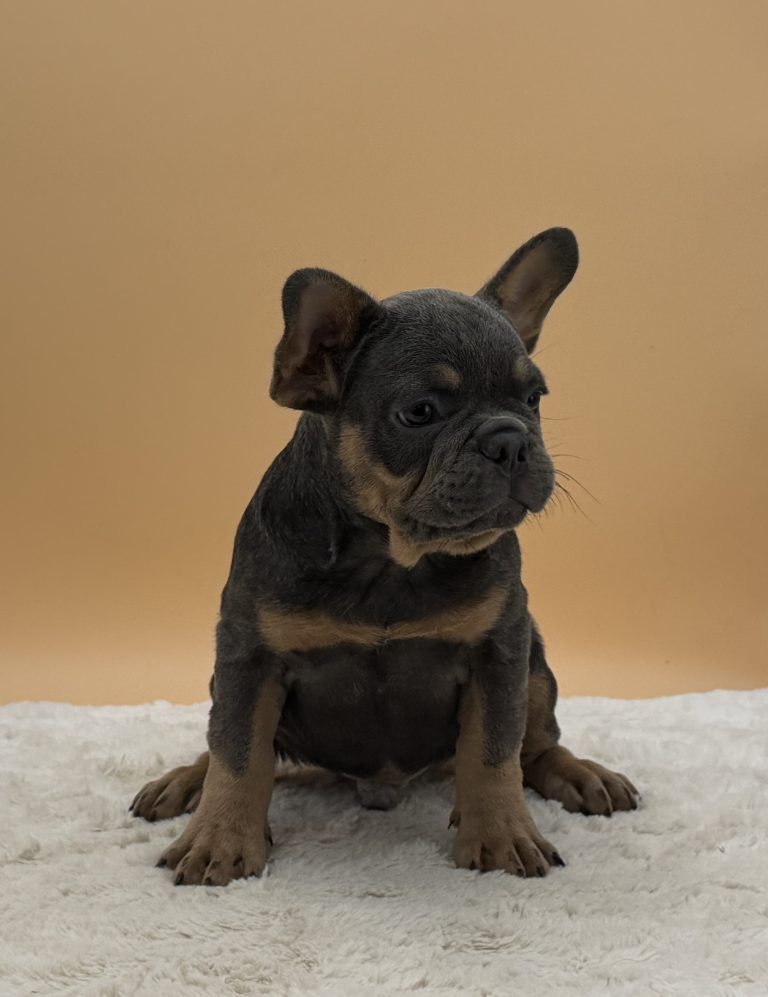 Anthony the French bulldog - Image 2