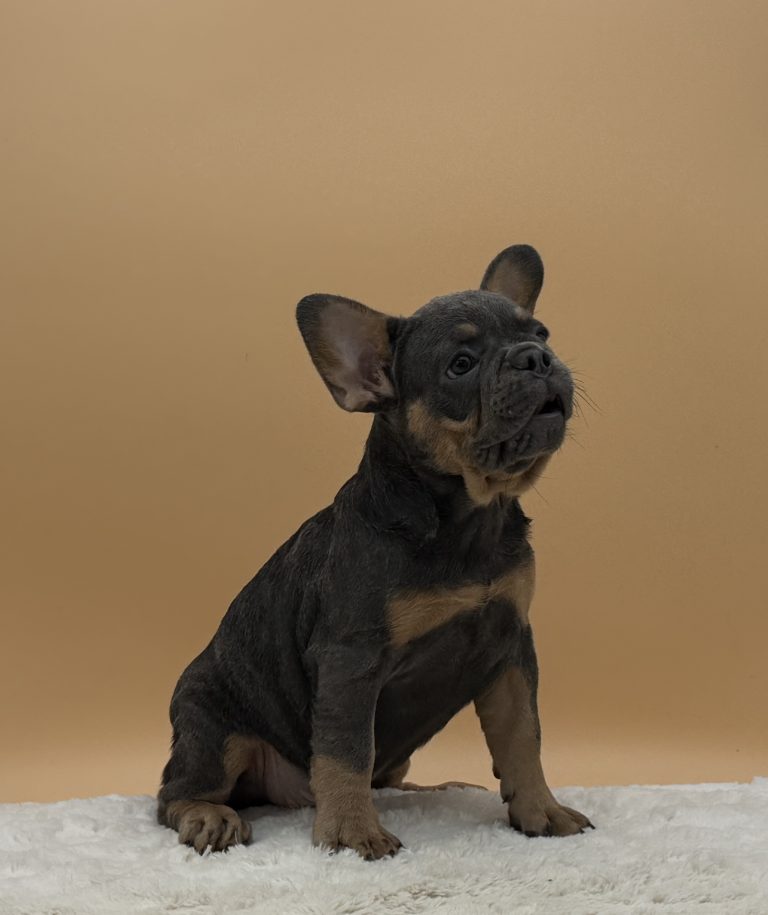 Anthony the French bulldog - Image 3
