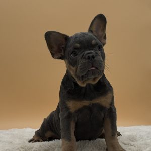 Anthony the French bulldog