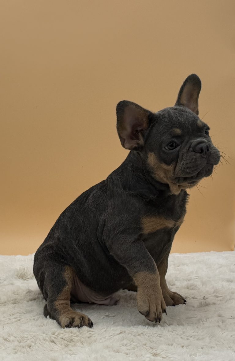 Anthony the French bulldog - Image 4