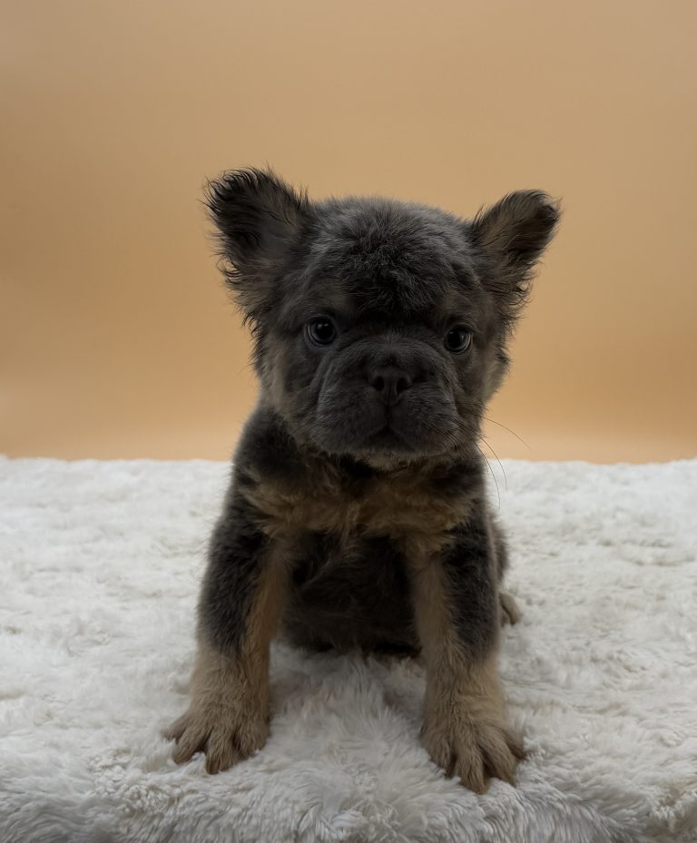 Apollo The French bulldog - Image 2