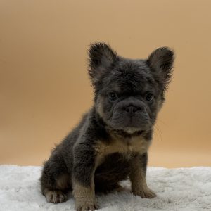 Apollo The French bulldog