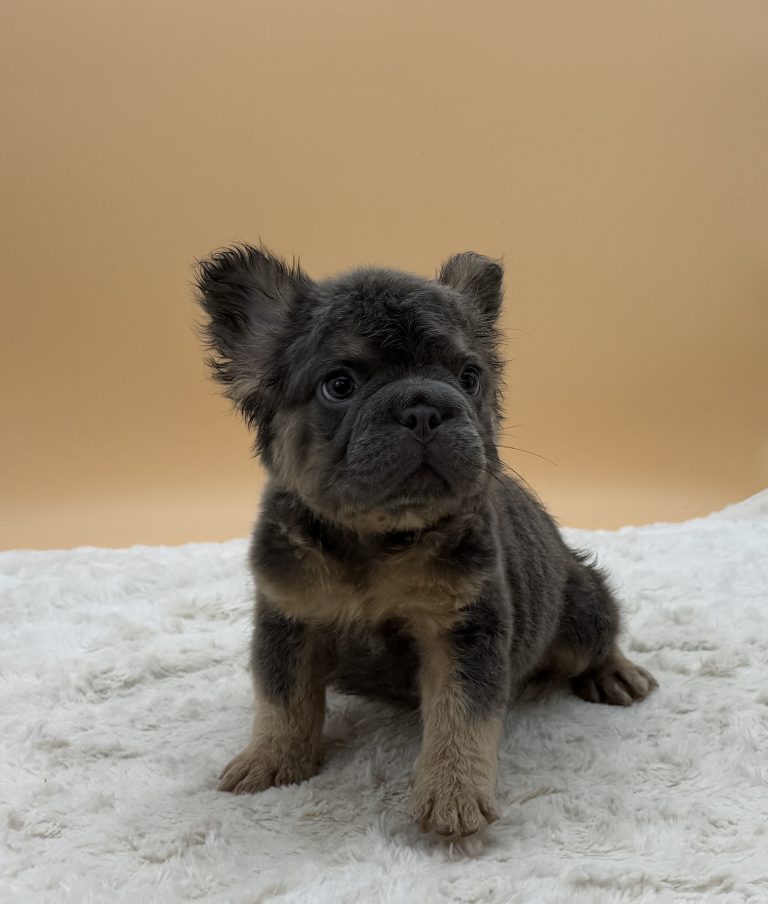 Apollo The French bulldog - Image 3
