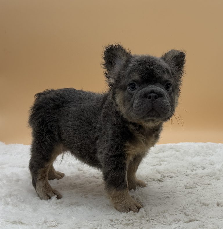Apollo The French bulldog - Image 4