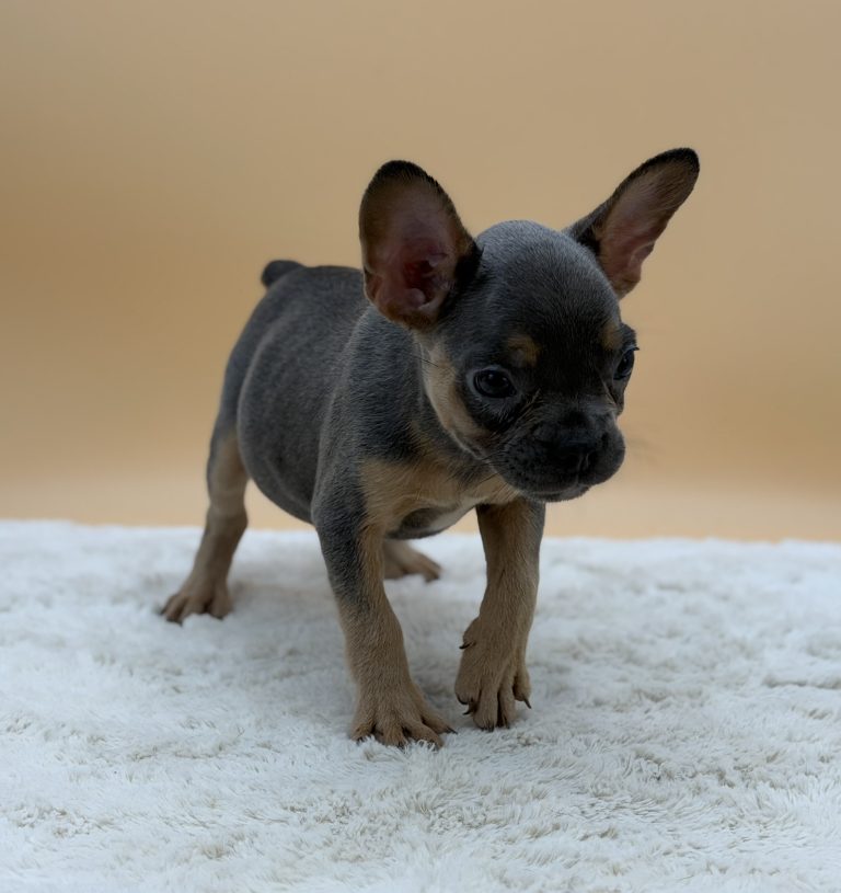 Dawson The French Bulldog - Image 5