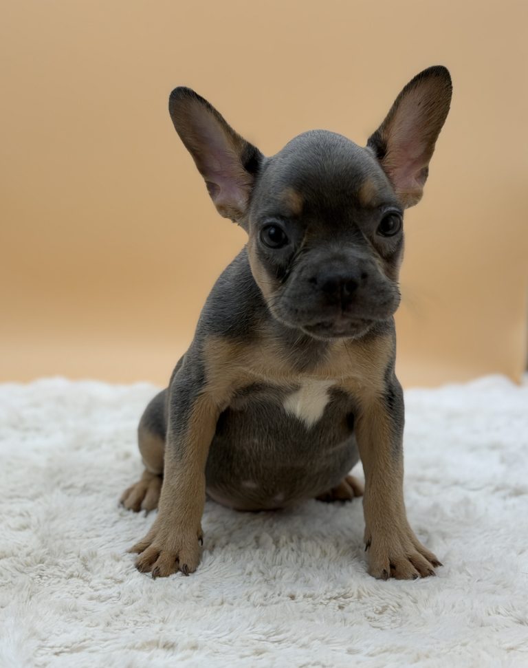 Dawson The French Bulldog - Image 6