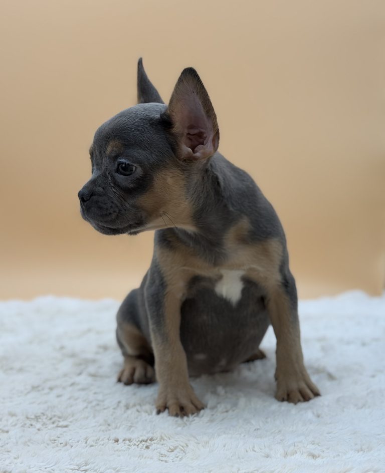 Dawson The French Bulldog - Image 7
