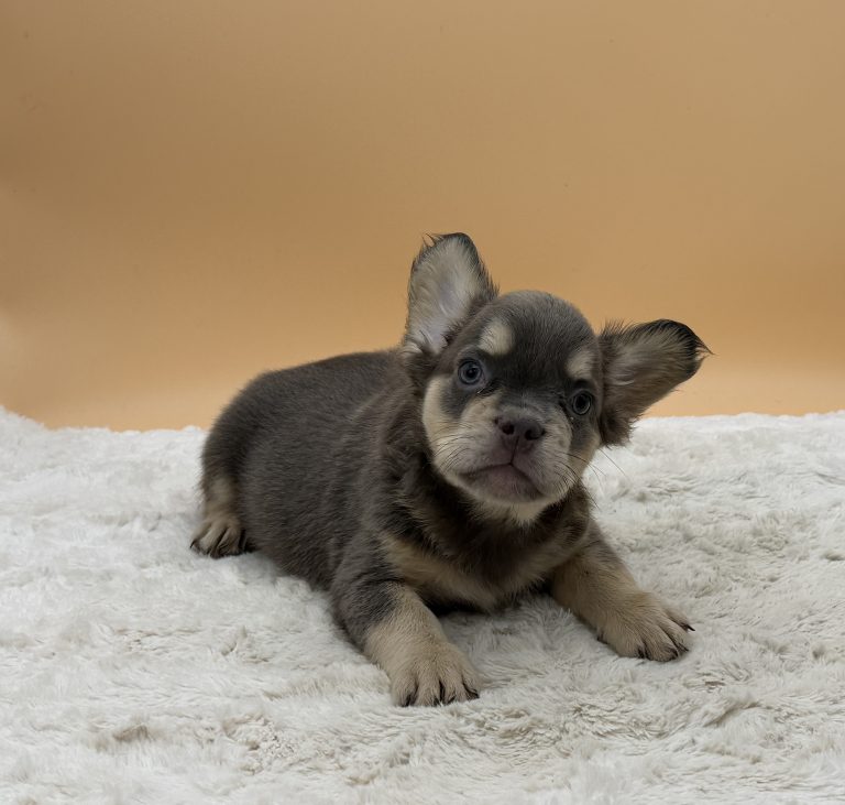 Duke The French Bulldog - Image 3