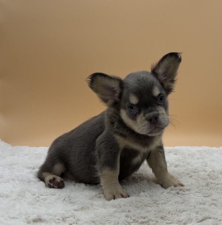 Duke The French Bulldog - Image 2
