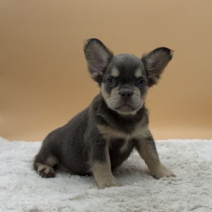 Duke The French Bulldog