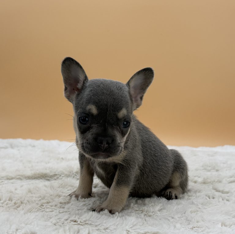 Eloise The French Bulldog - Image 2