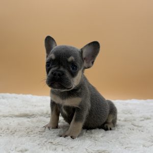 Eloise The French Bulldog