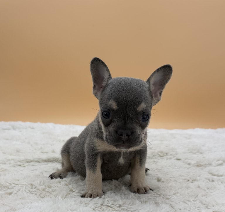 Eloise The French Bulldog - Image 3