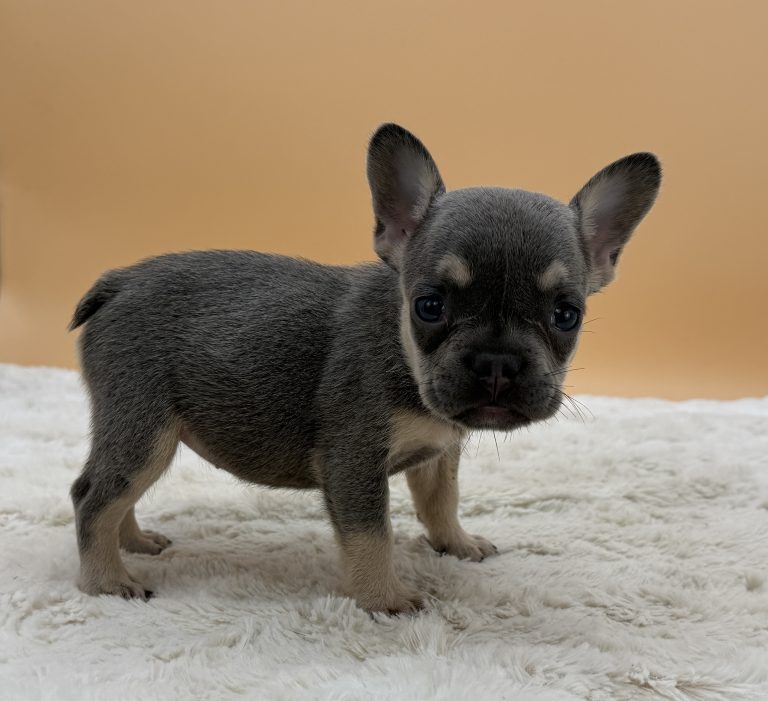Eloise The French Bulldog - Image 4