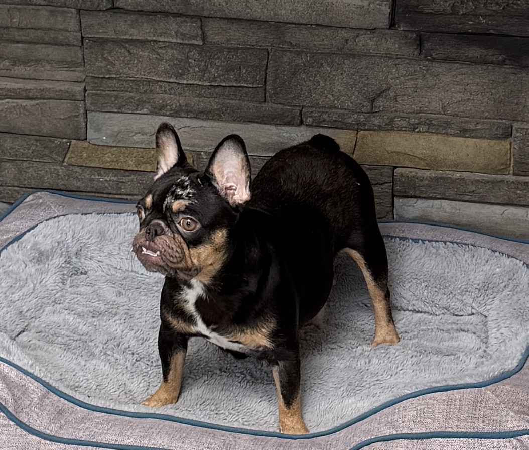 Stella, French Bulldog parent at Serene Valley Frenchies