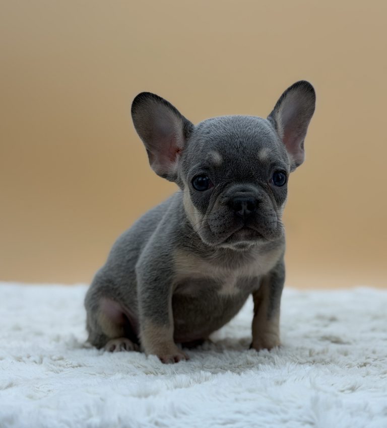 Ember The French Bulldog - Image 5