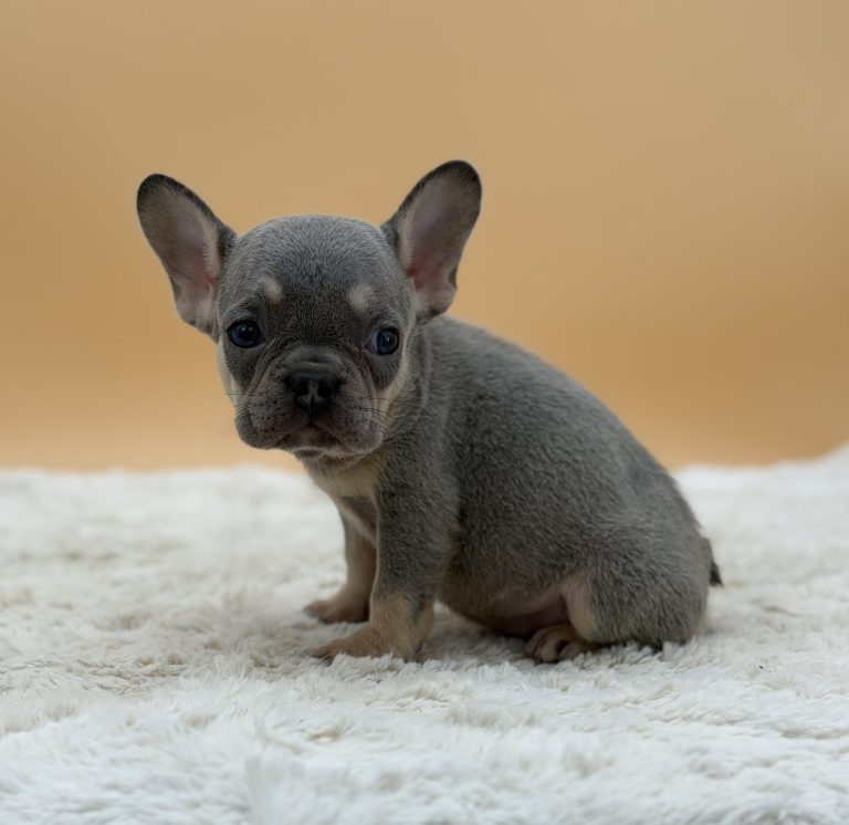 Ember The French Bulldog - Image 4