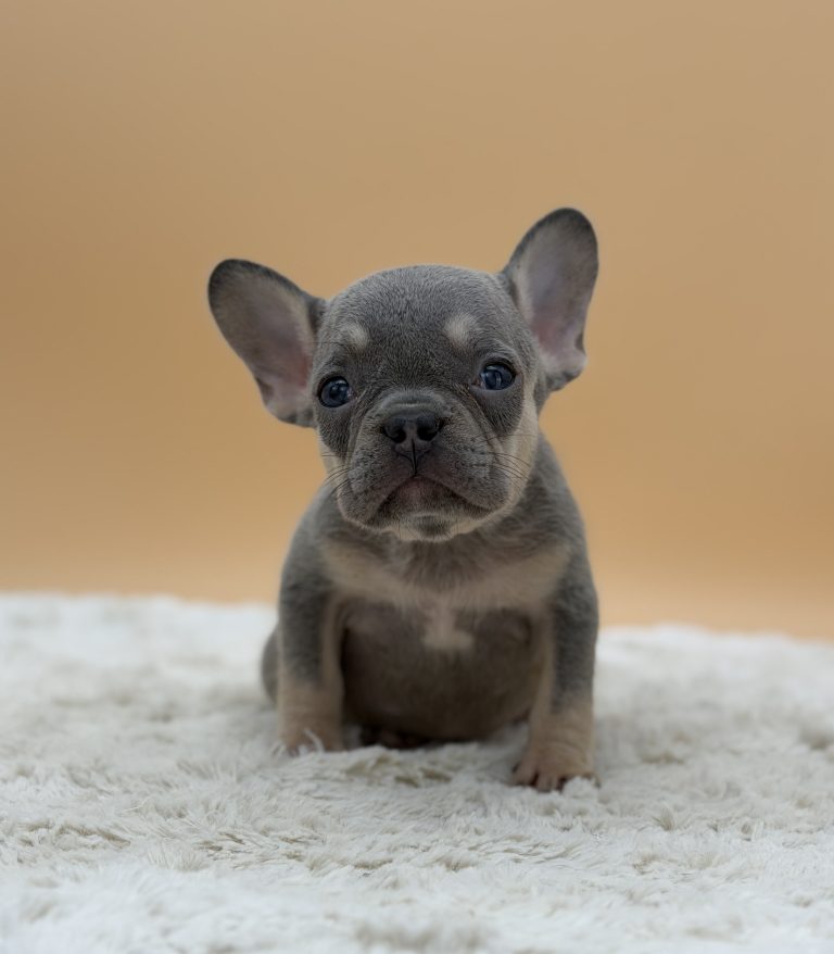 Ember The French Bulldog - Image 3