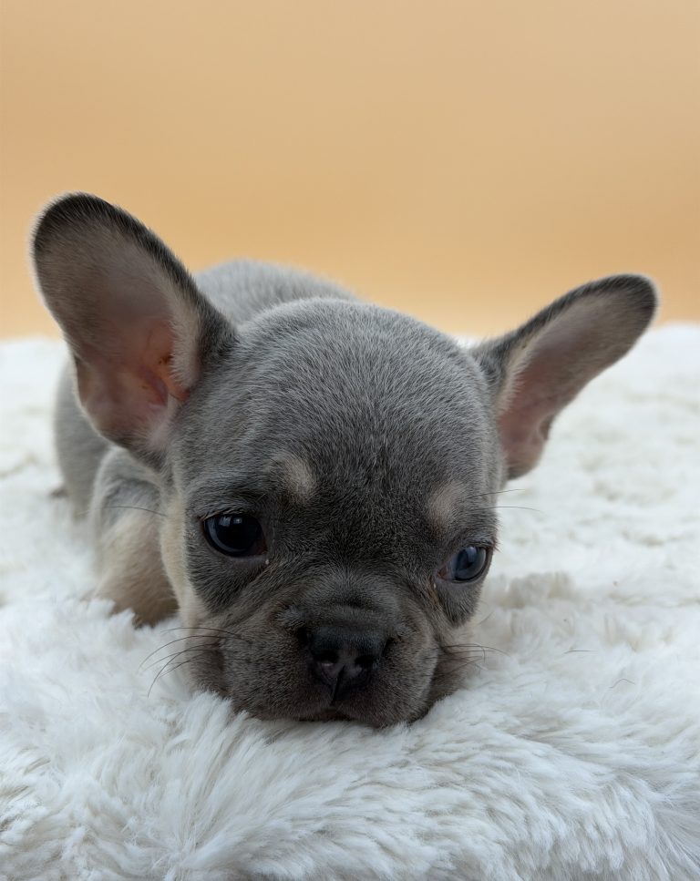 Ember The French Bulldog - Image 2