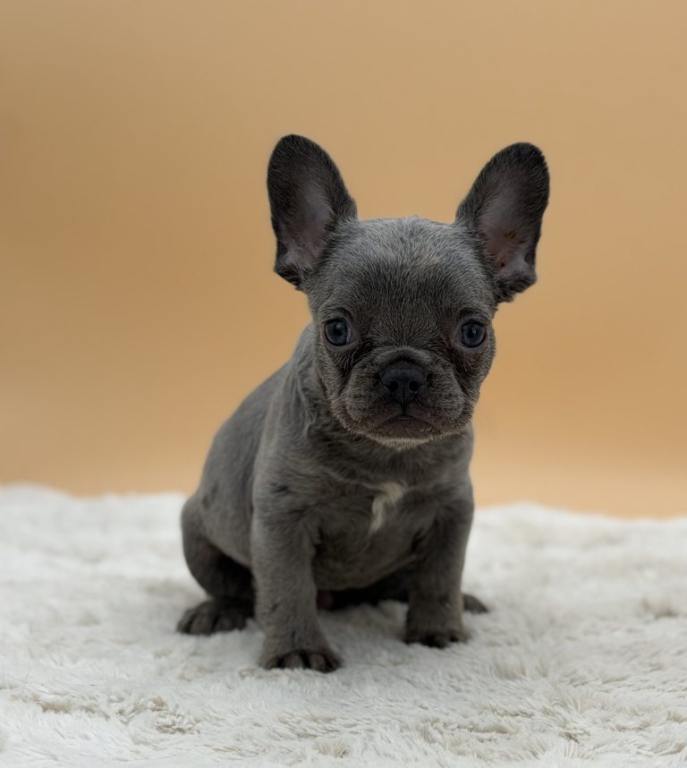 Faith The French Bulldog - Image 2