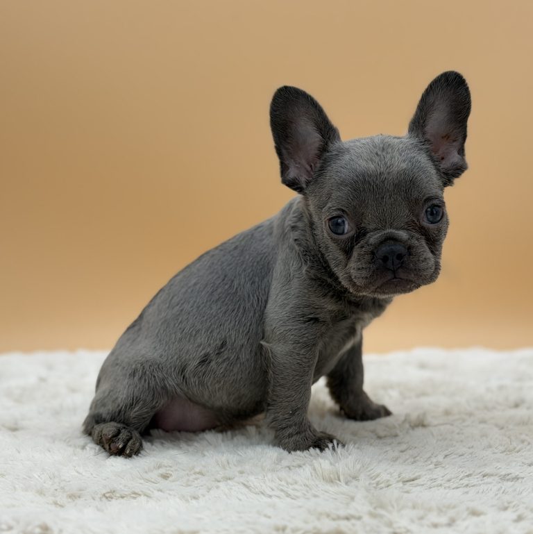 Faith The French Bulldog - Image 4