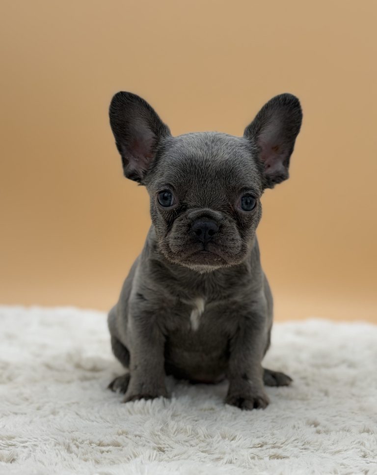 Faith The French Bulldog - Image 3