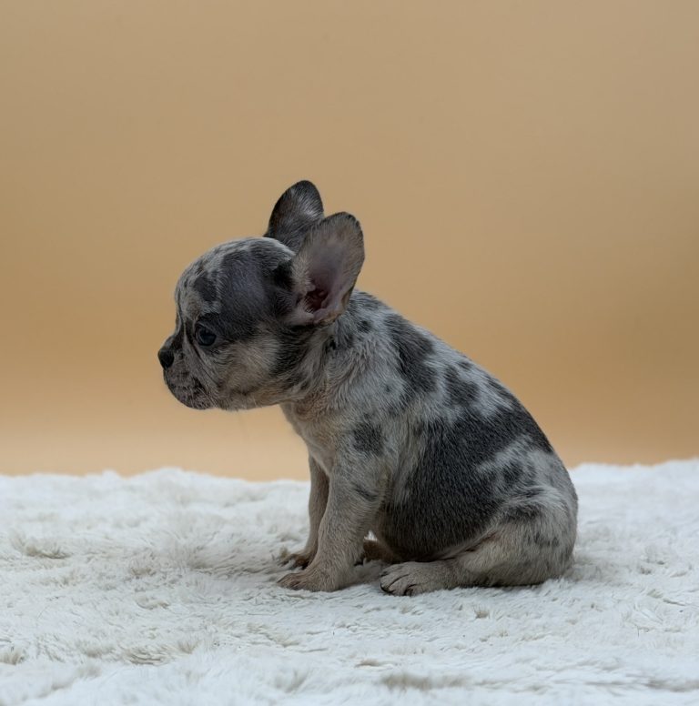 Elaine The French Bulldog - Image 4