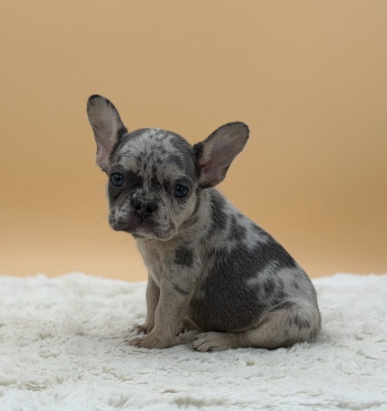 Elaine The French Bulldog - Image 3