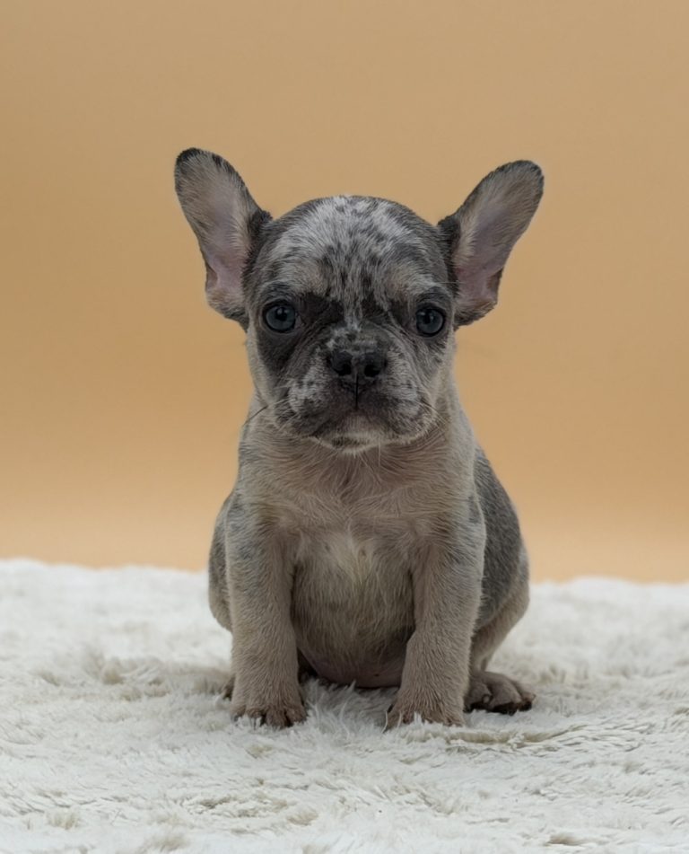 Elaine The French Bulldog - Image 2