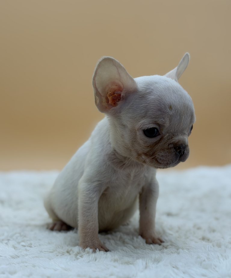 Hazel The French Bulldog - Image 5