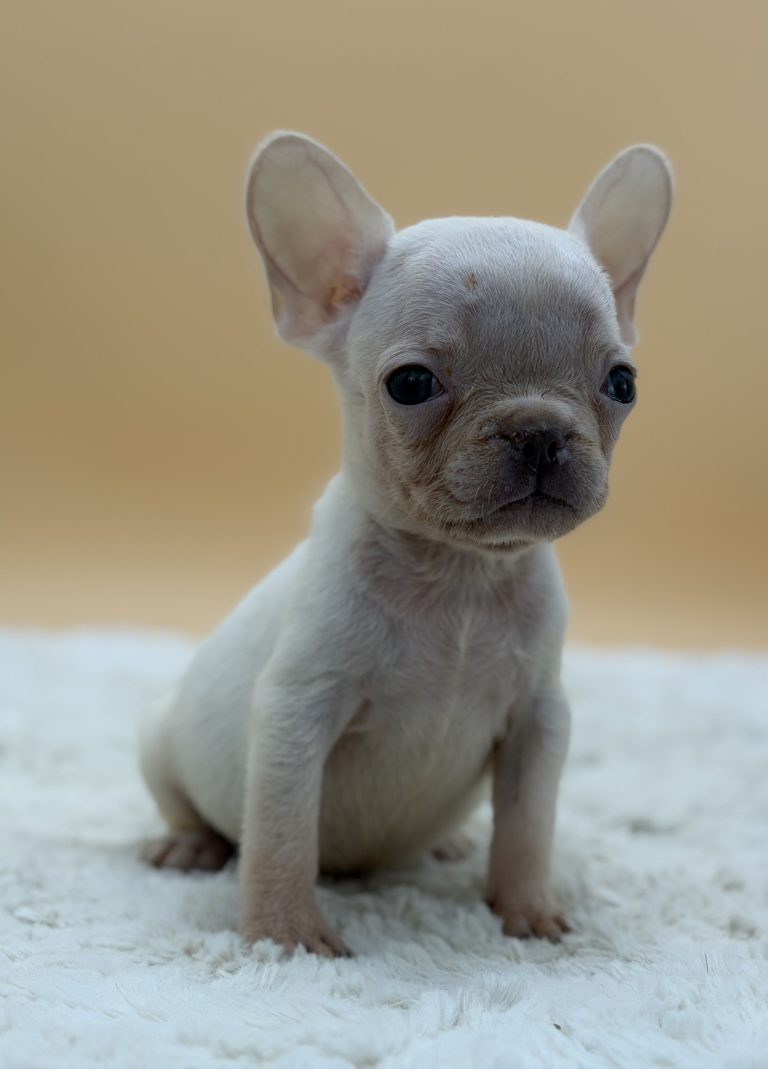 Hazel The French Bulldog - Image 6