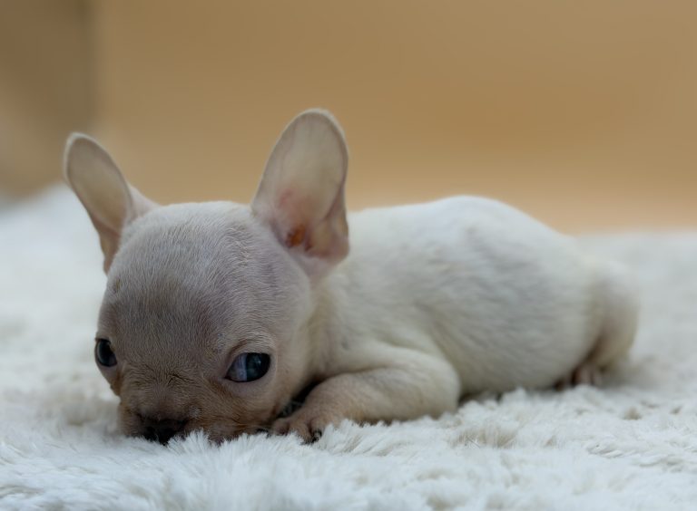 Hazel The French Bulldog - Image 4
