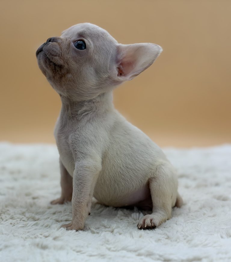 Hazel The French Bulldog - Image 3