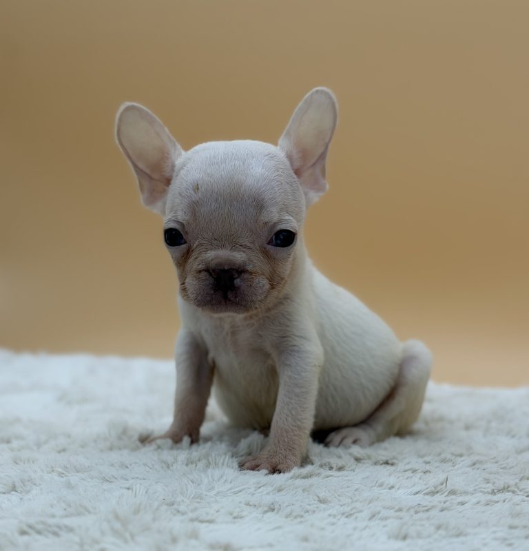 Hazel The French Bulldog - Image 2