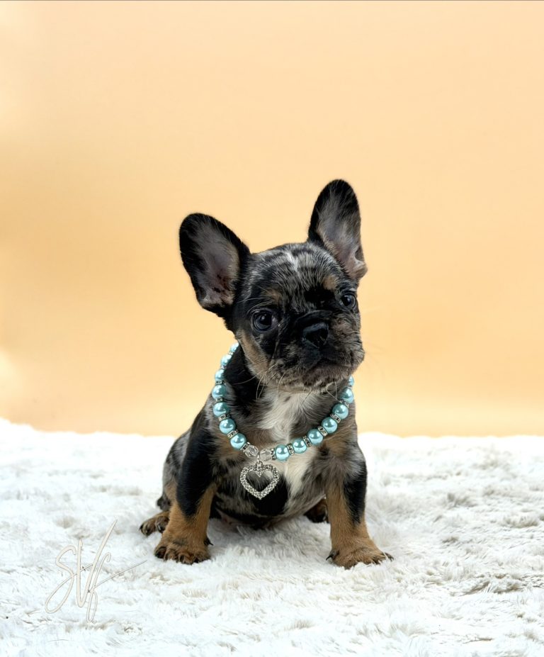 Joker the French Bulldog - Image 2