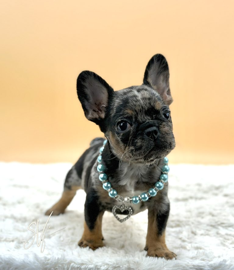 Joker the French Bulldog - Image 3